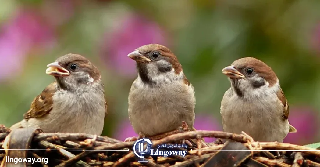 Learn Birds in Italian Language